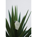 Świeca sojowa w szkle CANDLY&CO, Set Goals That Scare You, zapach No.4, 250g